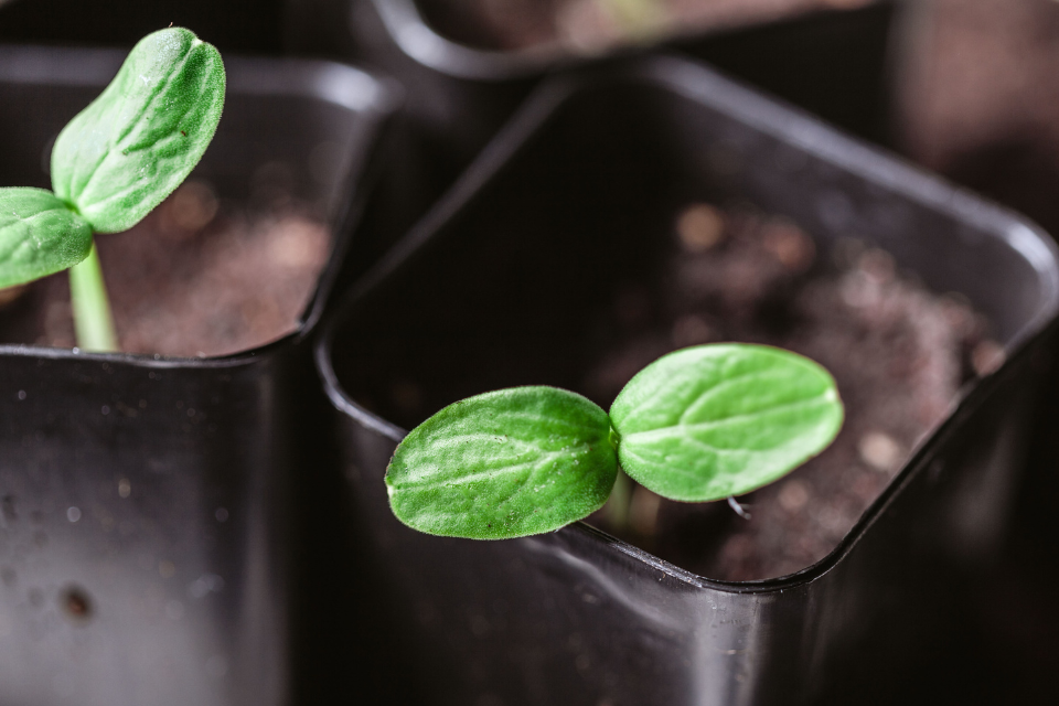 Germination of cucumber
