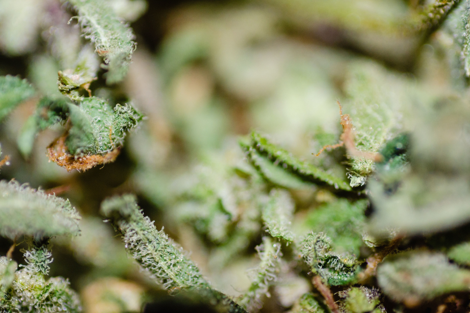 healthy weed