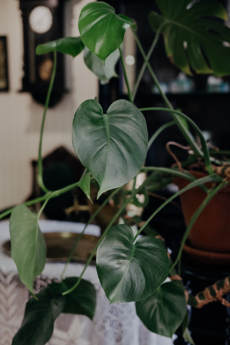 Heart leaf Philodendron