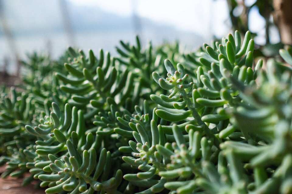 Crassula Tetragona