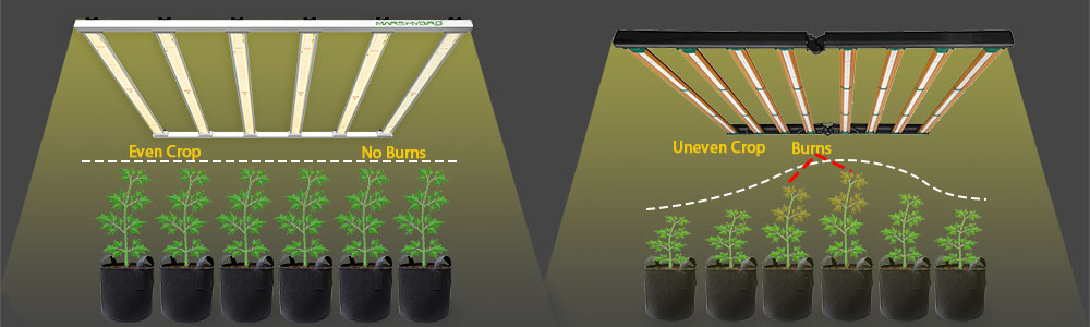The uniformity influence to the plant growth