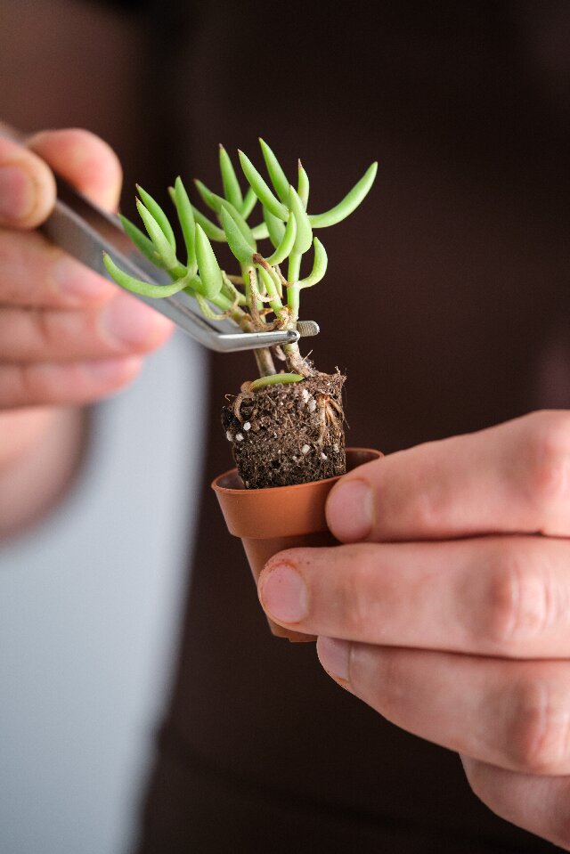 pruning Crassula Tetragona