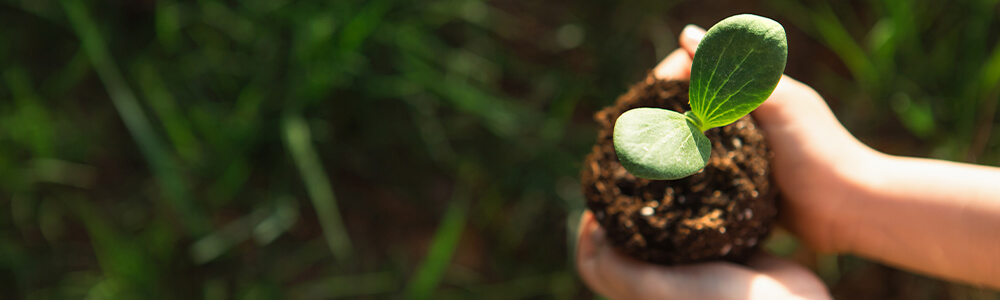 Green plants under direct sunlight in the hands