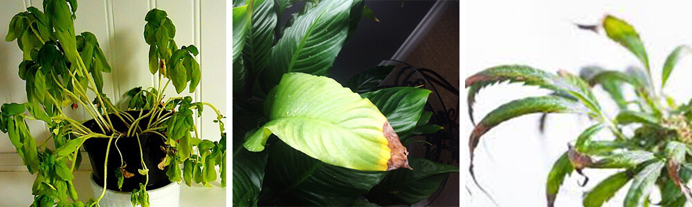 3 common symptoms of low humidity issue in plants: plant leaf curl, leaf browning, dried leaf