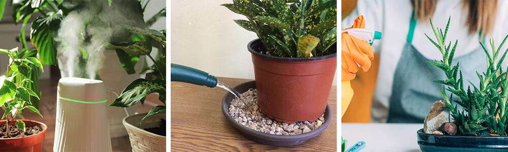 ways to fix low humidity issue in plants: use a humidifier, use a plant water tray, to mist the plants