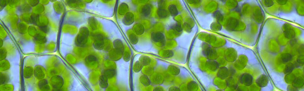 Plant cells and Chlorophyll