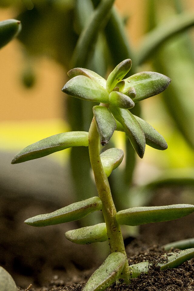 Crassula Tetragona propagation