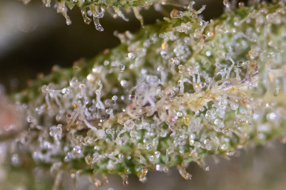 weed trichome