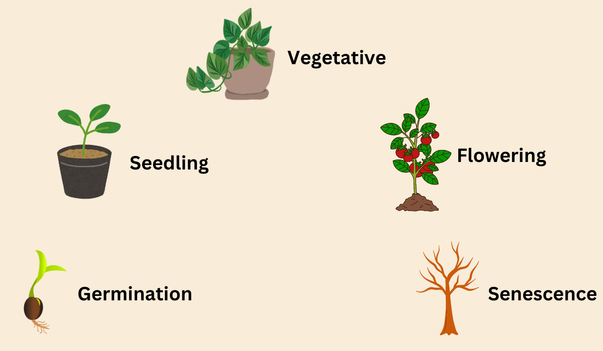 Stages of plant growth diagram