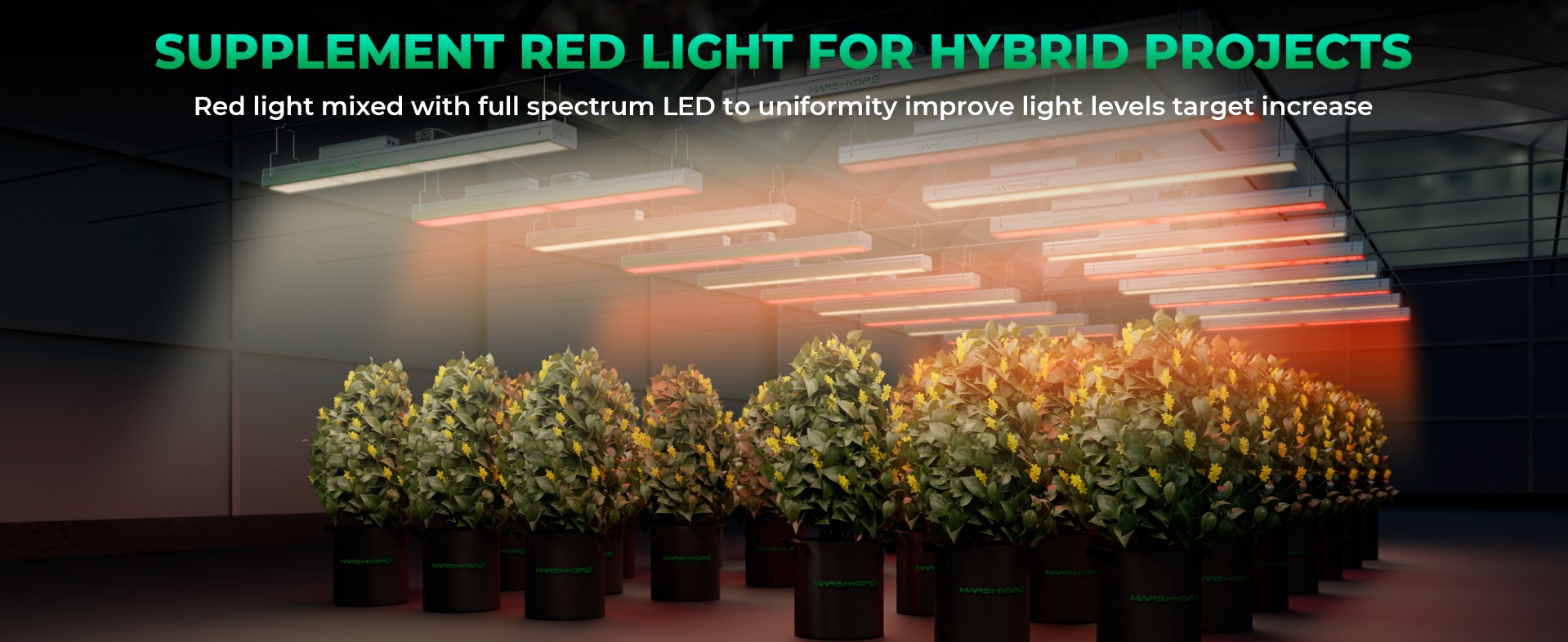 Mars Hydro SP 3000R 650-665nm Red Spectrum Top Lighting Mars Hydro SP 3000R 650-665nm Red Spectrum Top Lighting