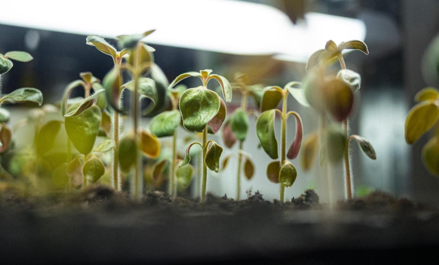 A close-up of seedlings growing under an LED light setup