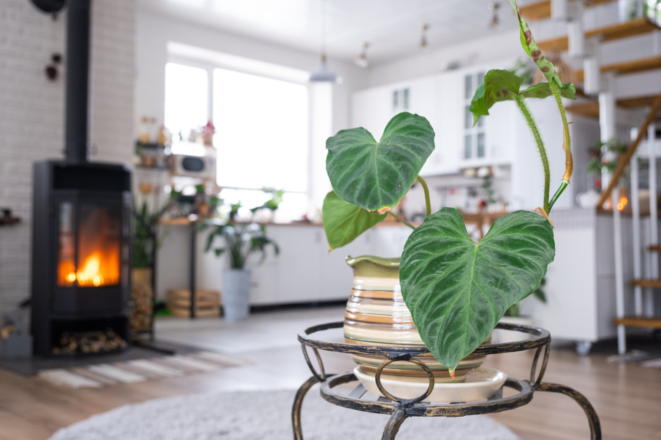 Indoor philodendron