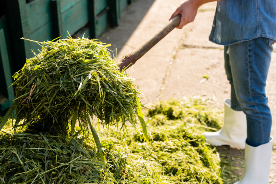 Grass clippings