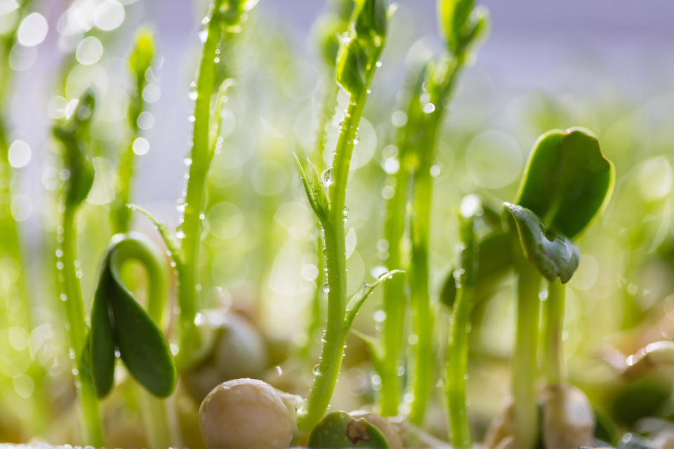 germination