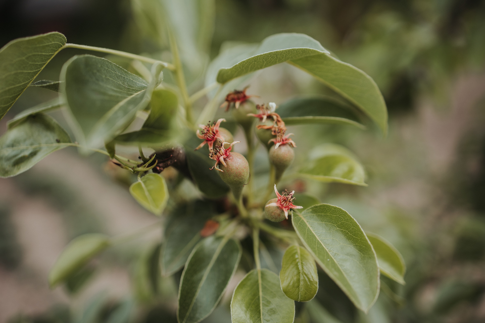 Flowering stage