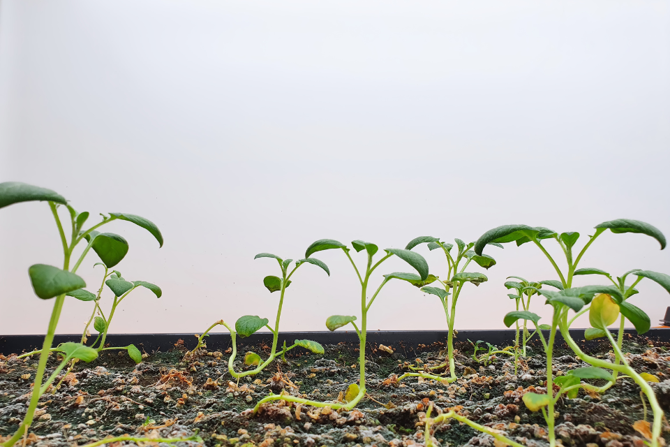 Seedling