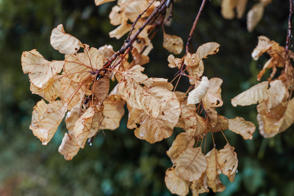 Senescence