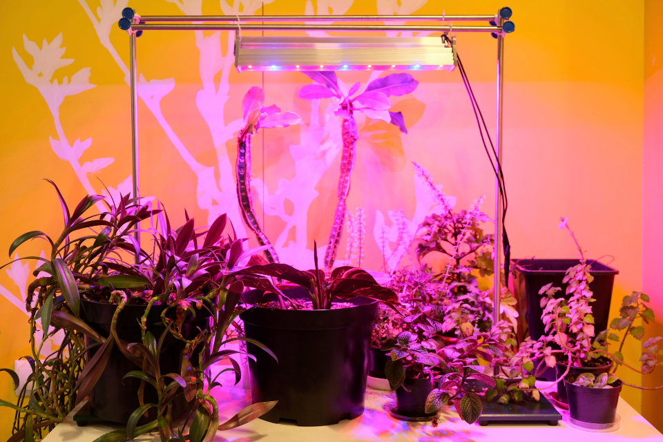 LED grow lights