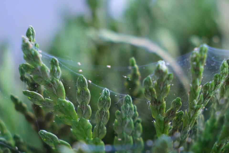 Spider mites
