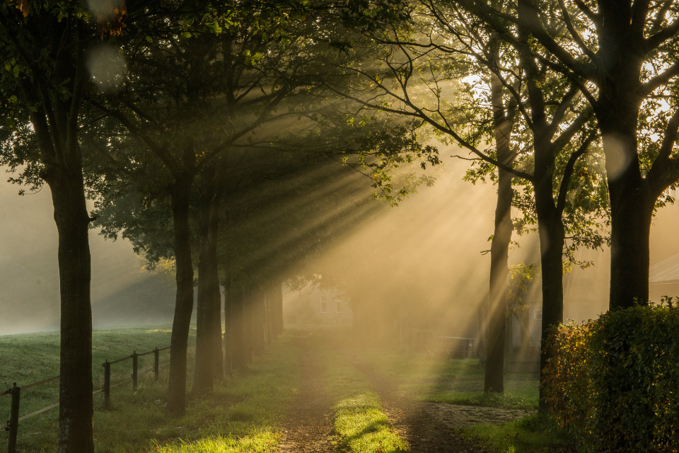 sunlight