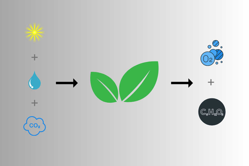 inputs and outputs of photosynthesis