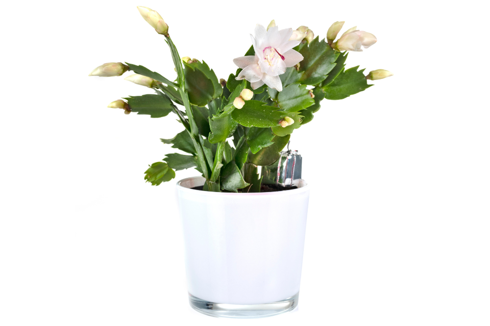 Christmas Cactus
