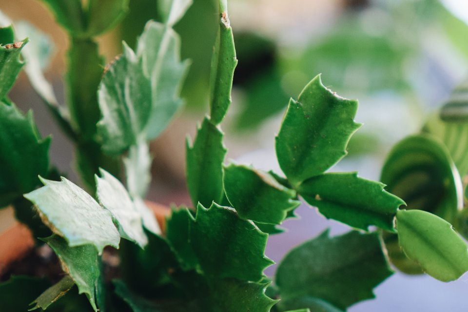 Christmas Cactus