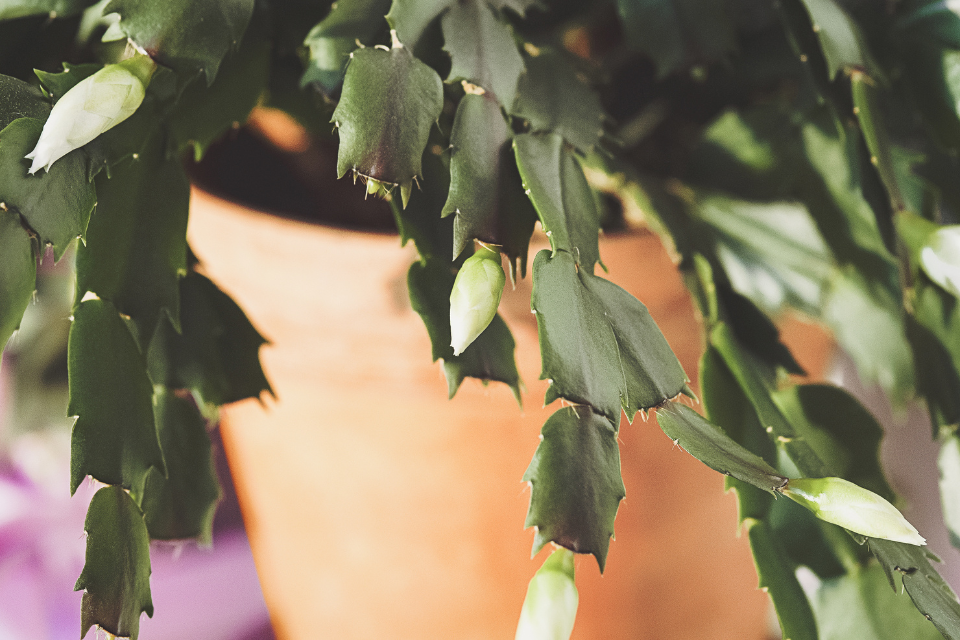 Christmas Cactus