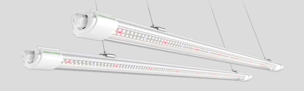 VG80 LED grow lights for seedlings and vegetative