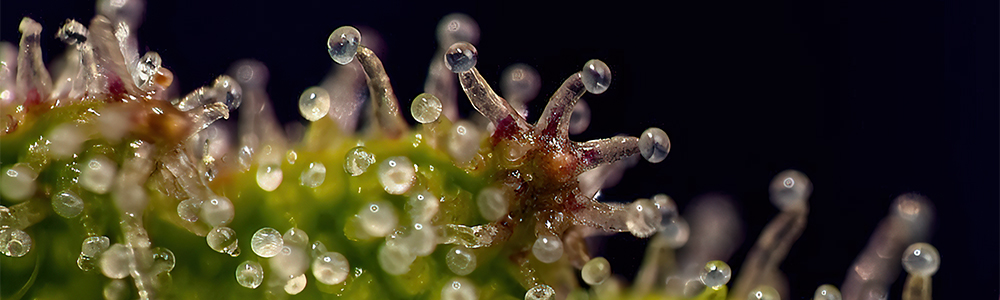 trichomes of autoflowers