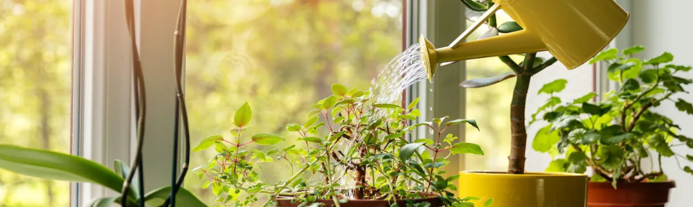 why Autumn is the perfect time to grow indoors