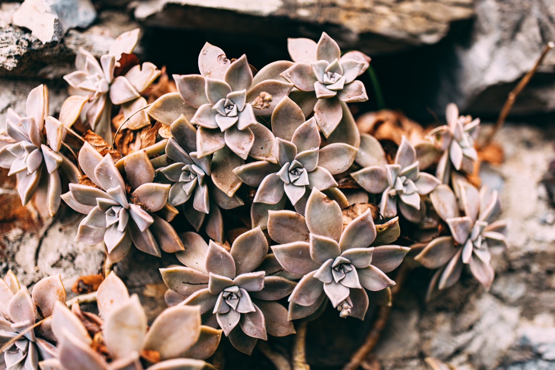 Sun-loving plant(succulent)