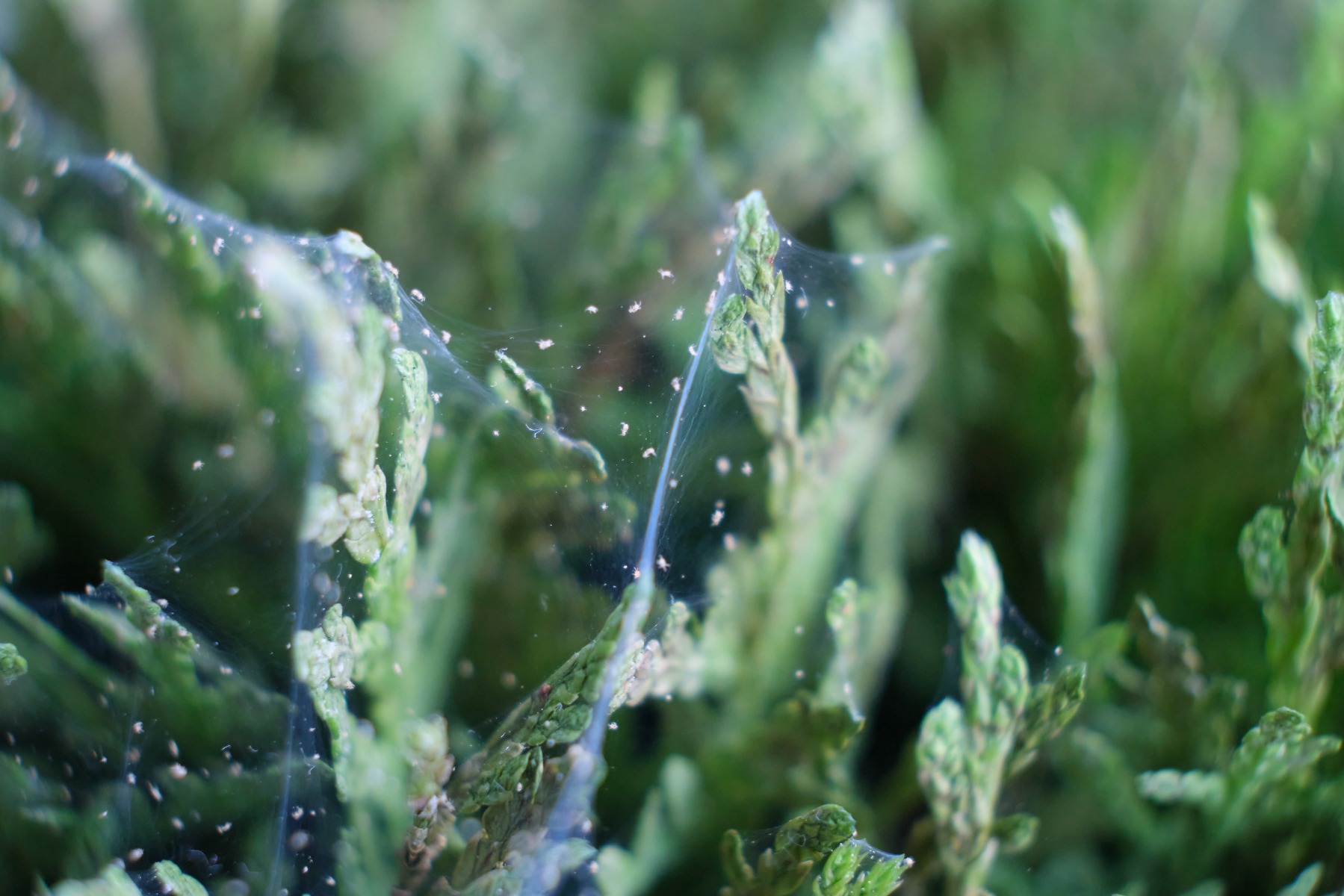 spider mites
