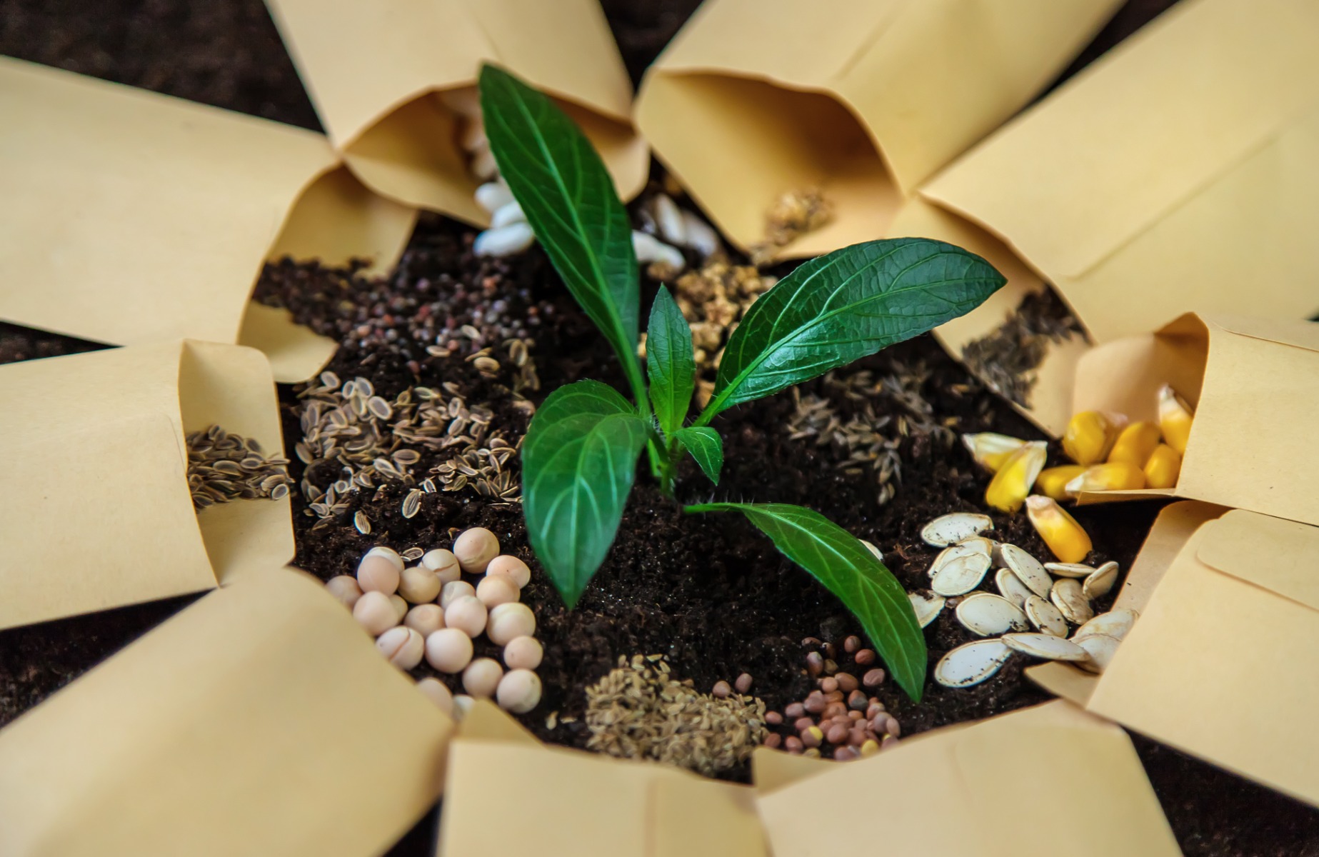 Plants in the seedling stage