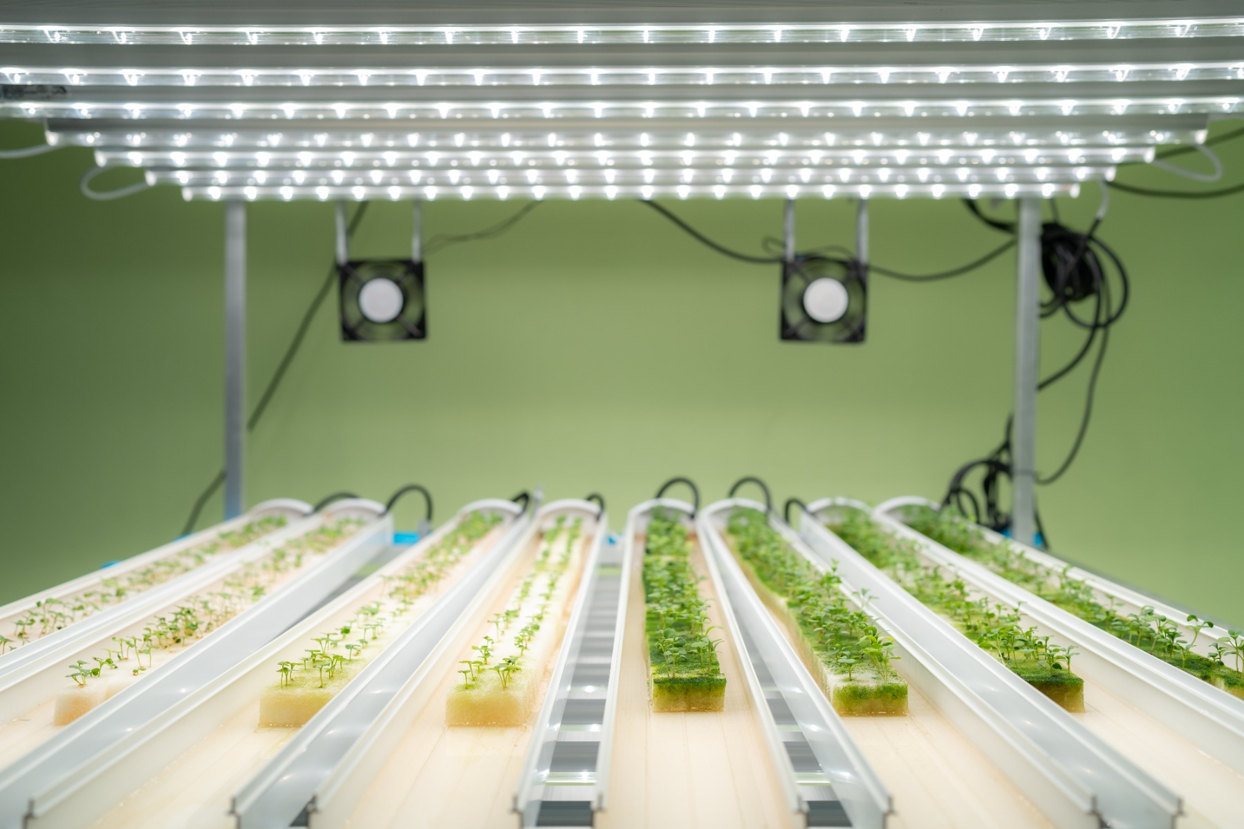 Grow lights in hydroponic system