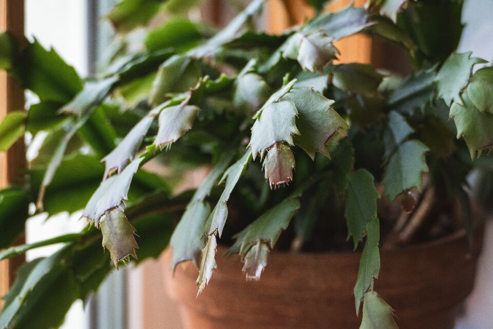 How often to water christmas cactus the best practice