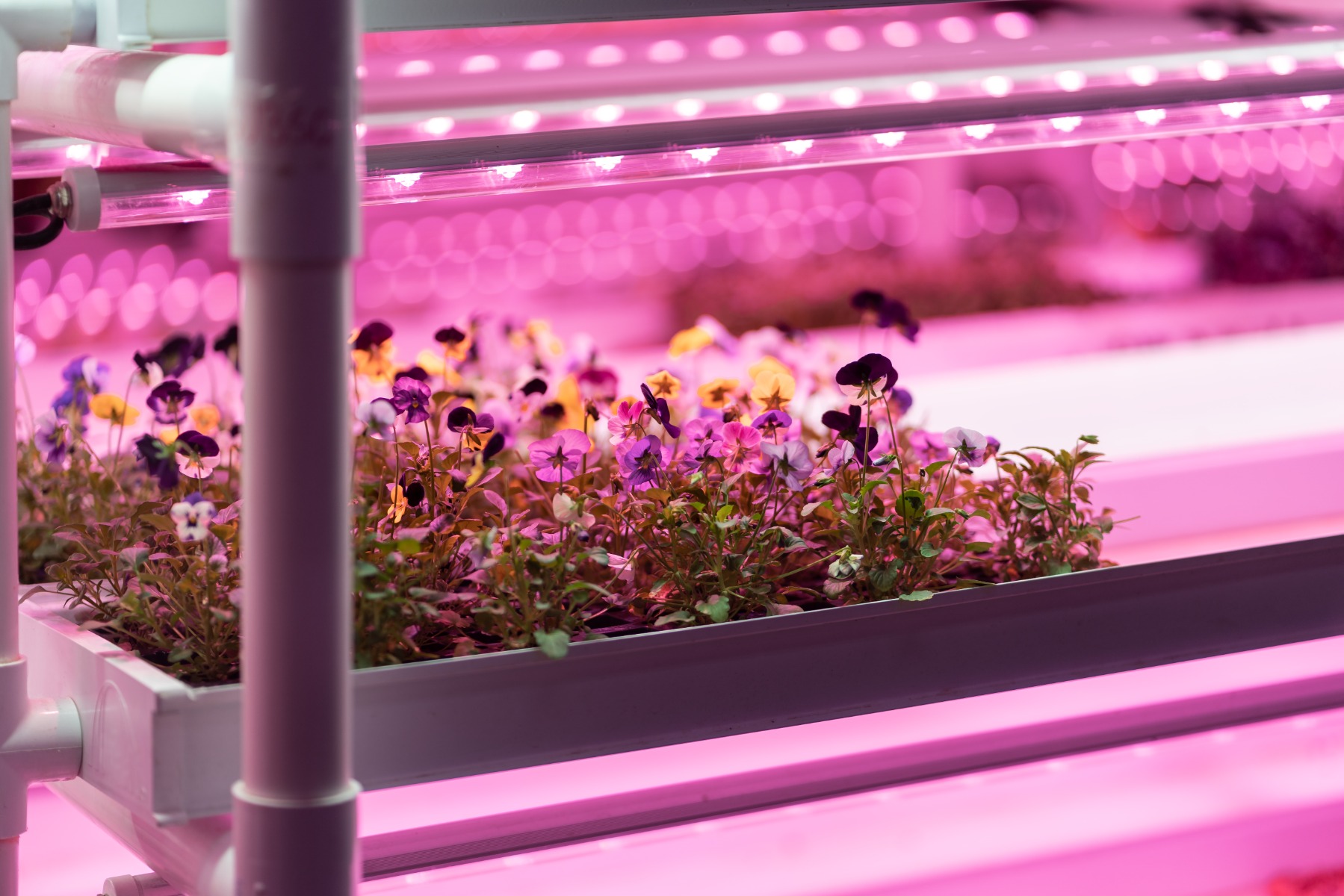 Red LED grow light