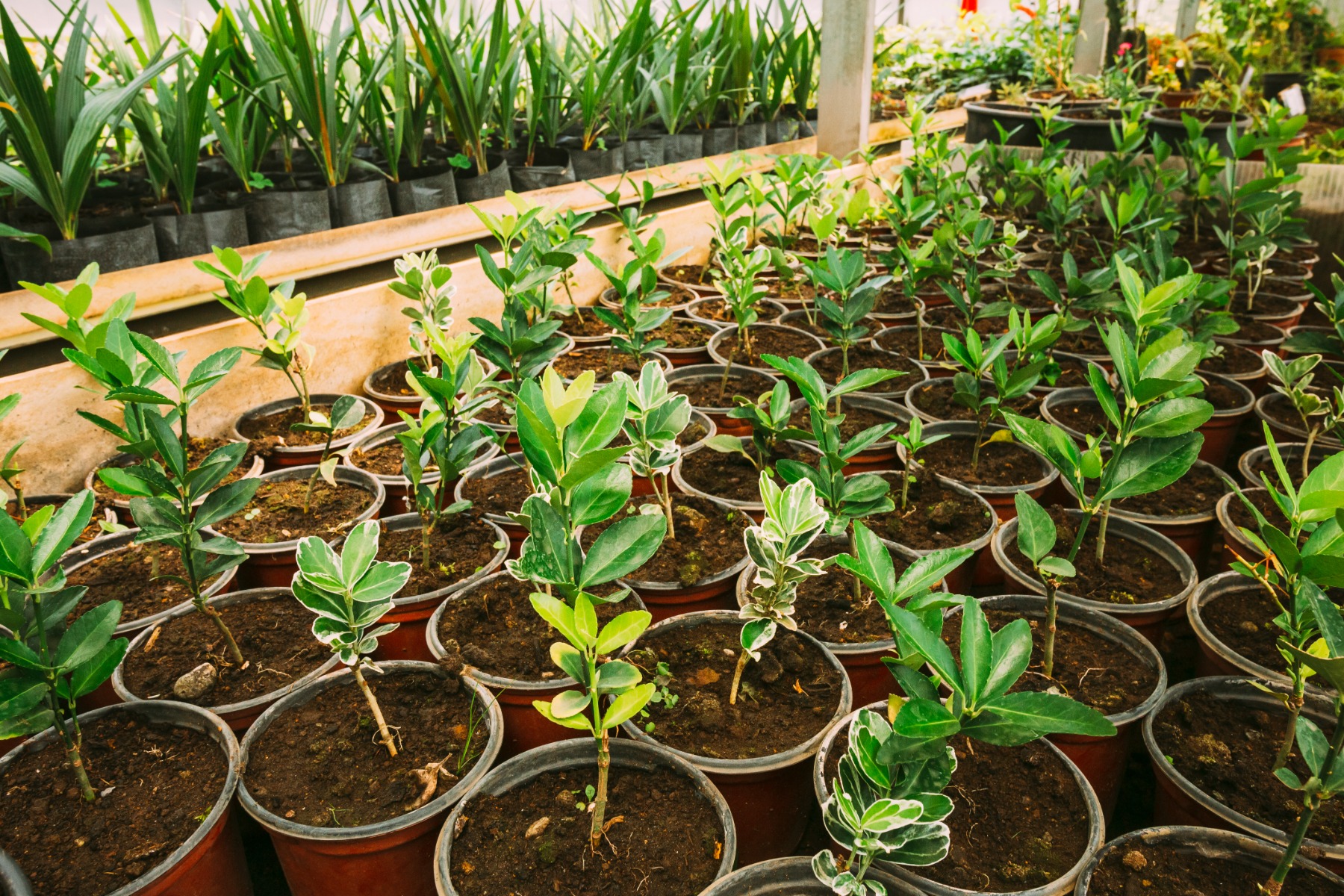 Plants in the vegetative stage