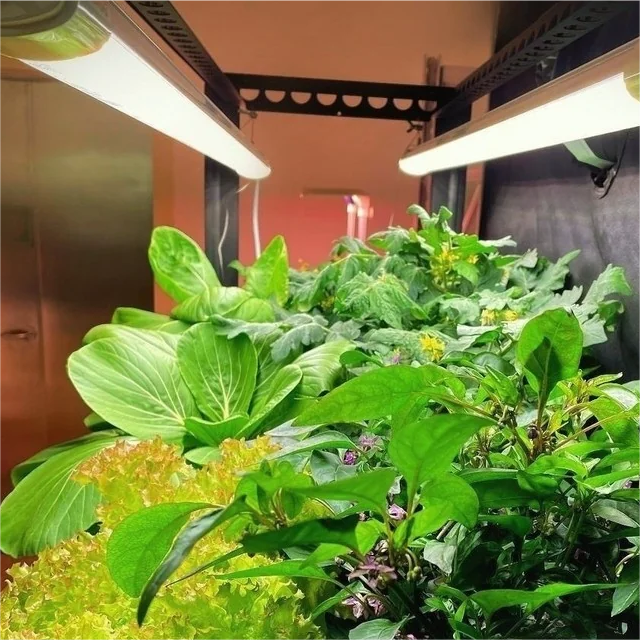 VG Seedling LED Grow Light | Mars Hydro