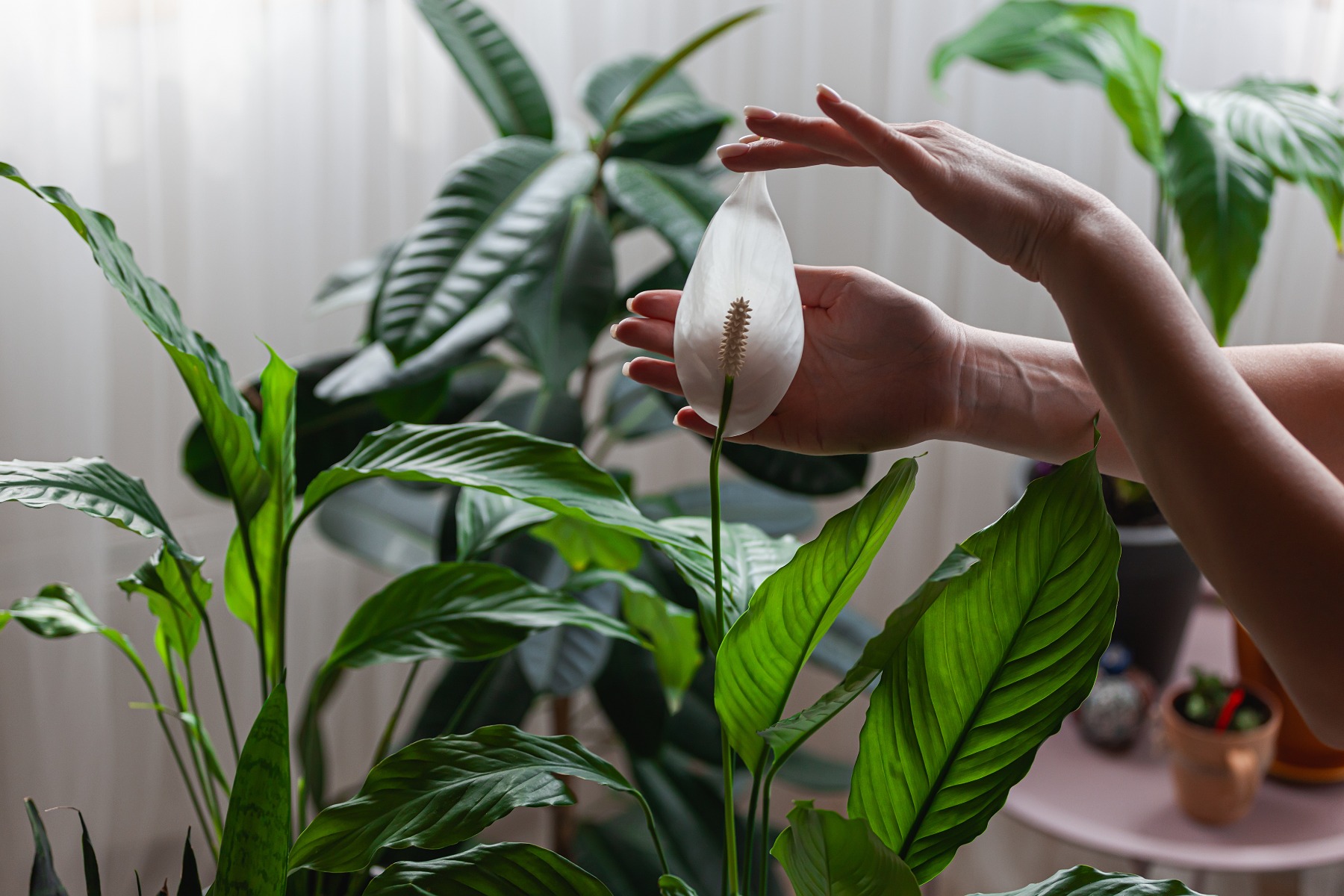 Shade-tolerant plant(peace lily)